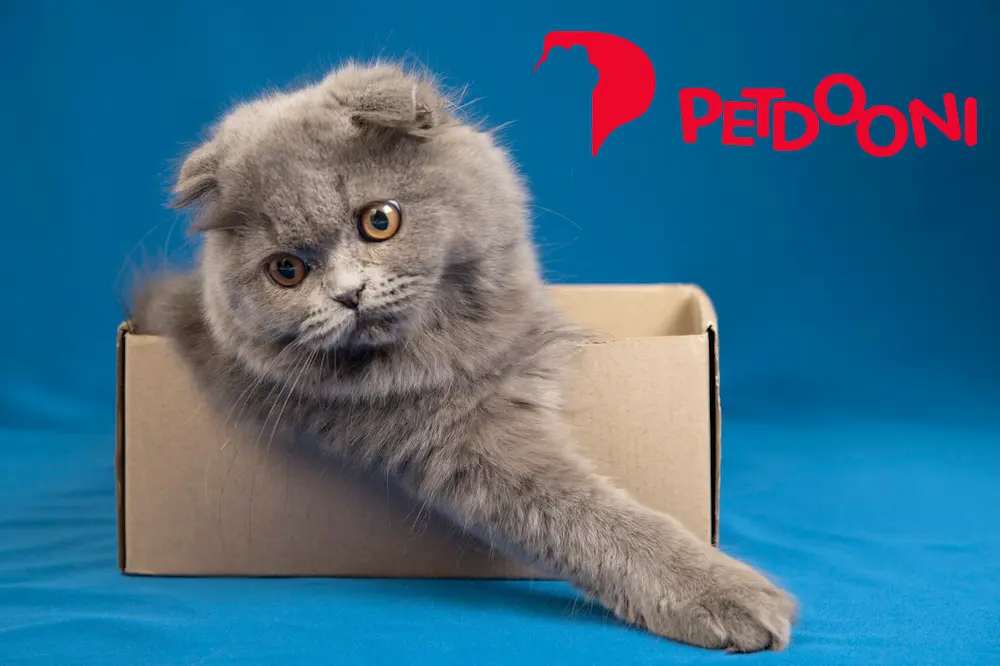 مناسب‌ترین خاک برای گربه | راهنمای خرید بهترین خاک گربه در پت دونی 1404